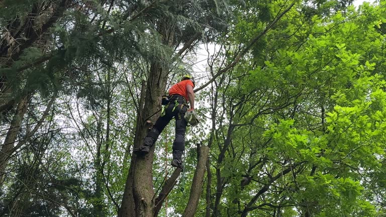 Best Stump Grinding and Removal  in Williamstown, NJ